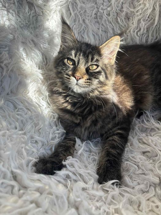 Maine Coon kotka