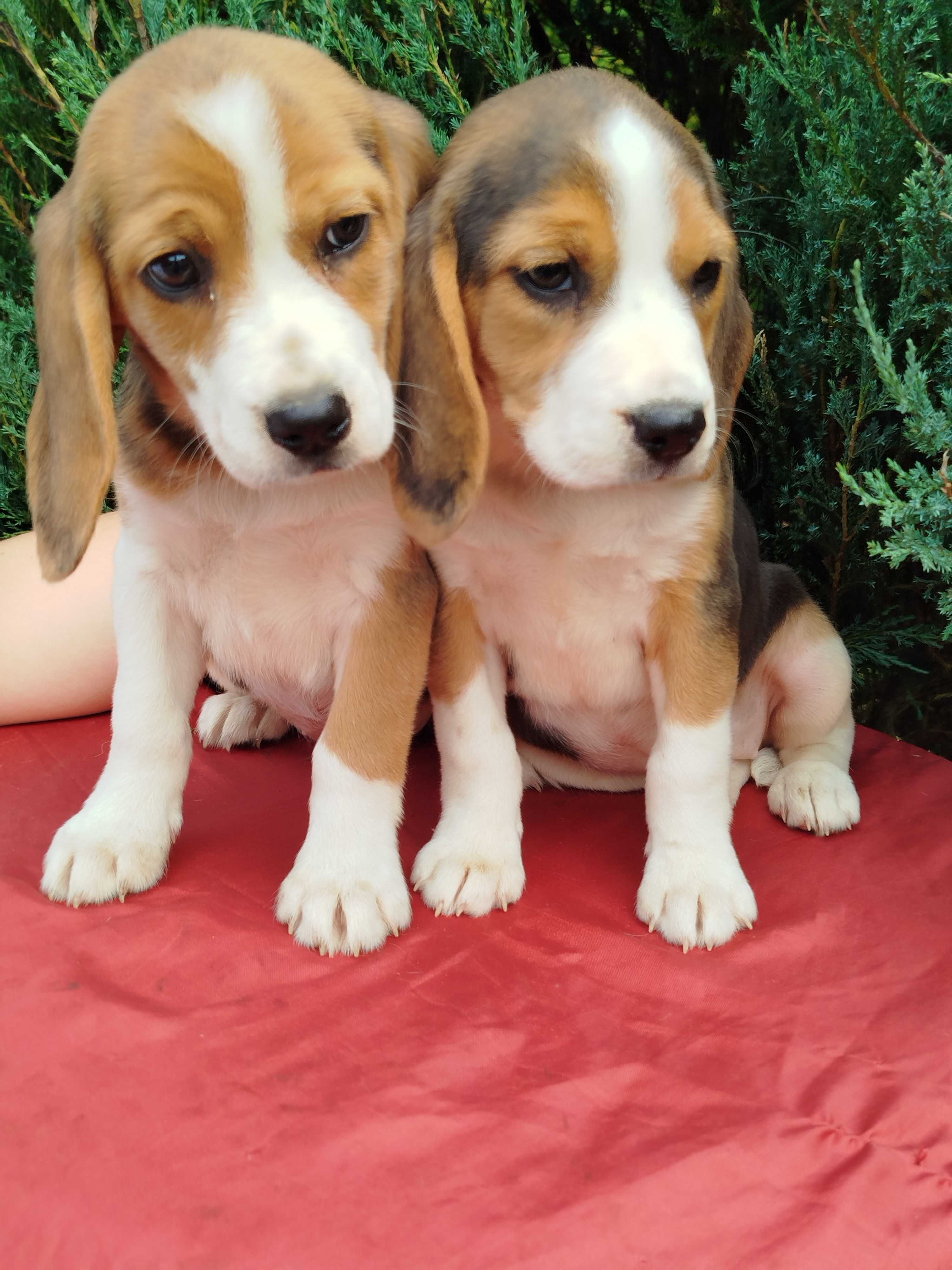 Beagle szczenie tel.-5.7.5.3.0.2.0.3.9.