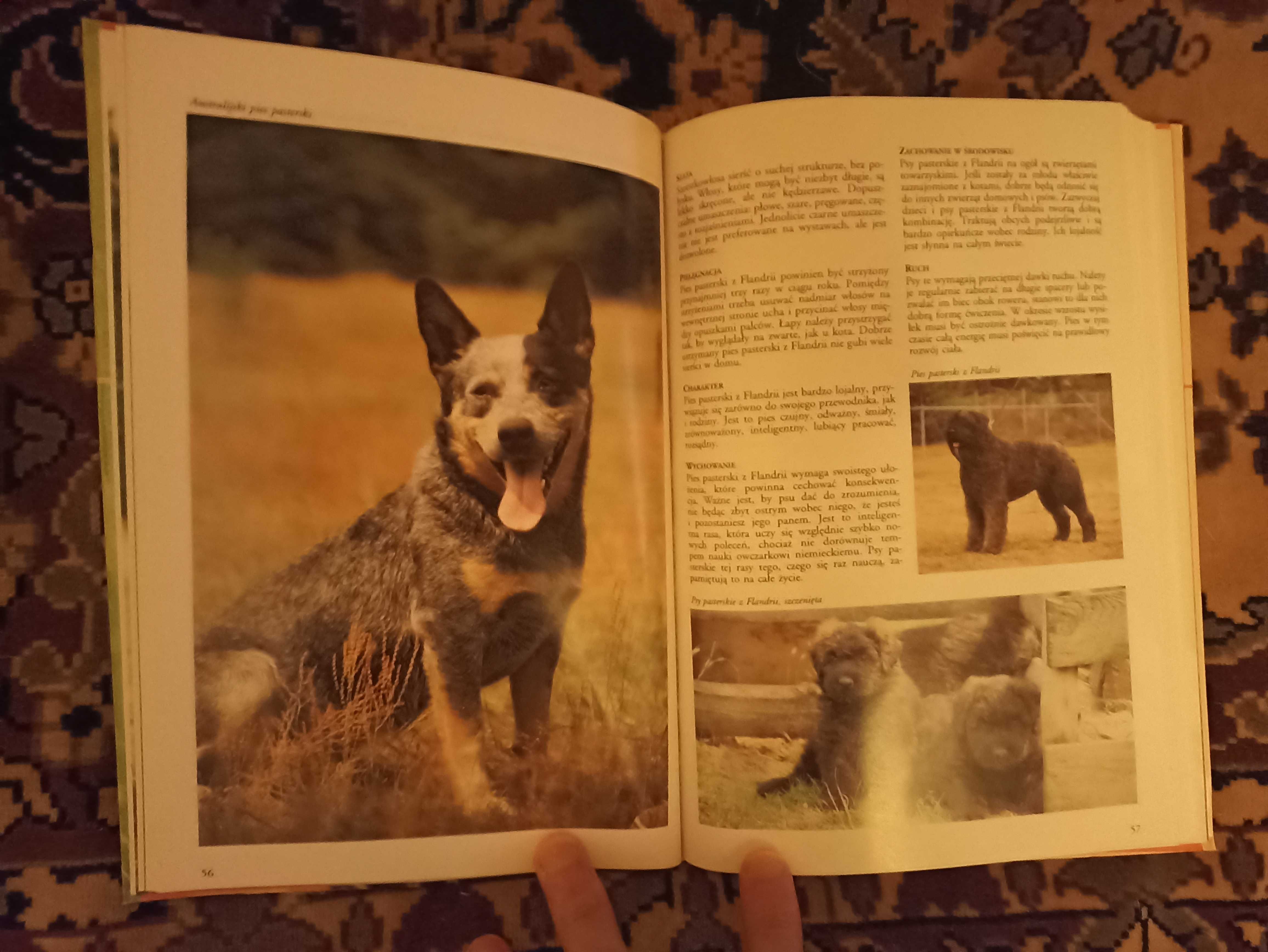 Książka "Encyklopedia psów"