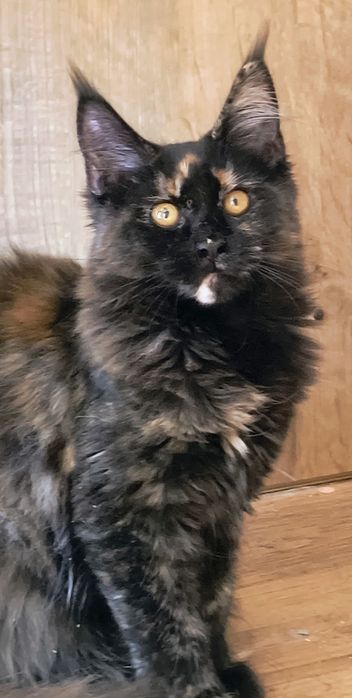 Kotka Maine coon-5 miesięcy -do hodowli