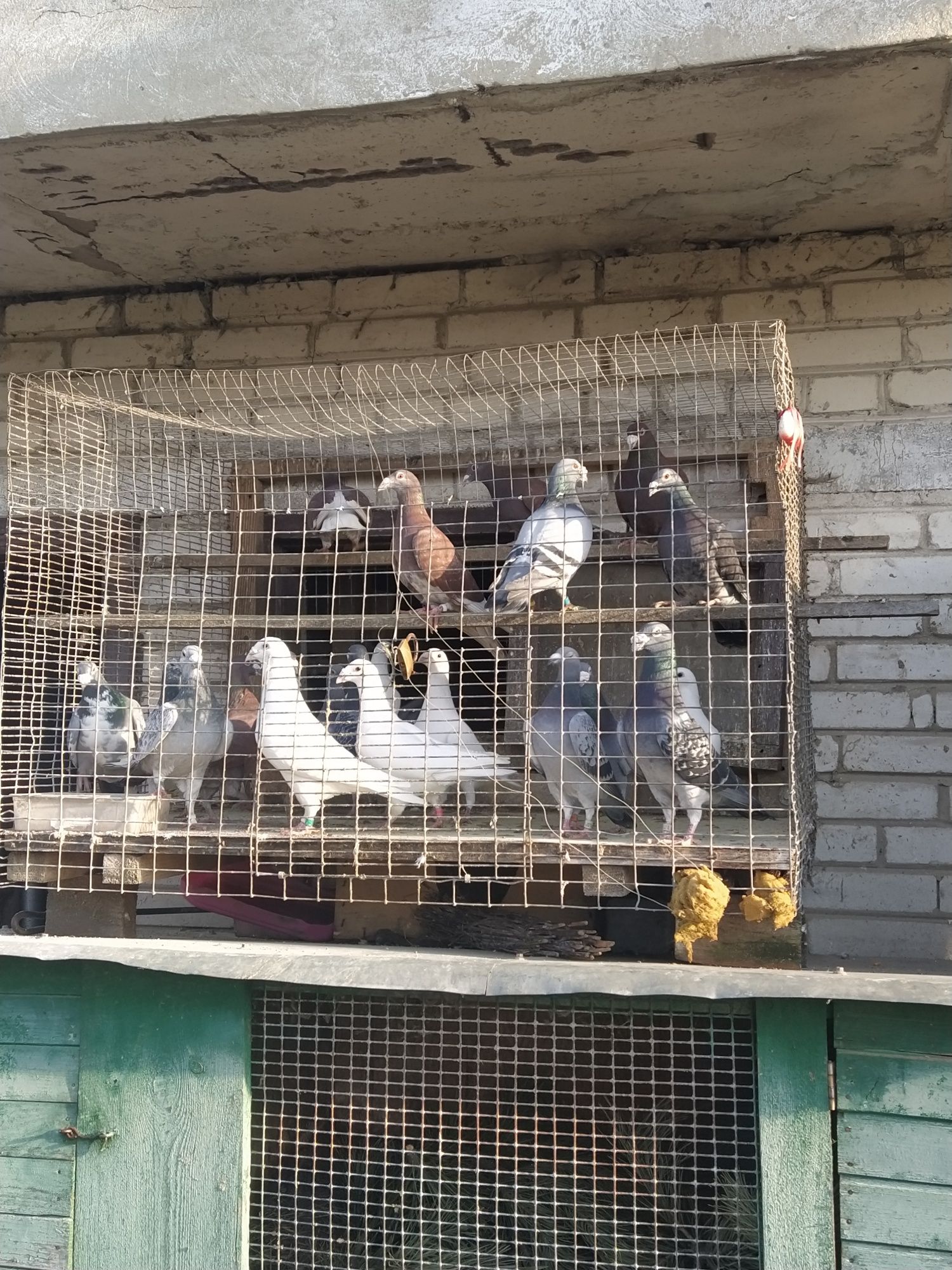 Розпродаж голубів