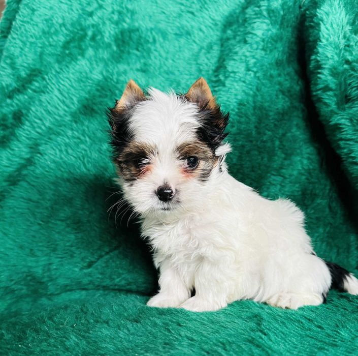 Malutki piesek biewer yorkshire terrier