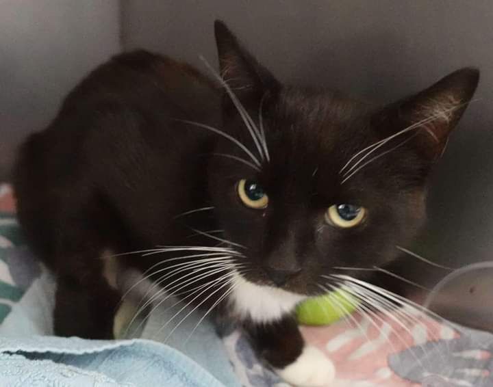 Znaleziono kotka GDAŃSK