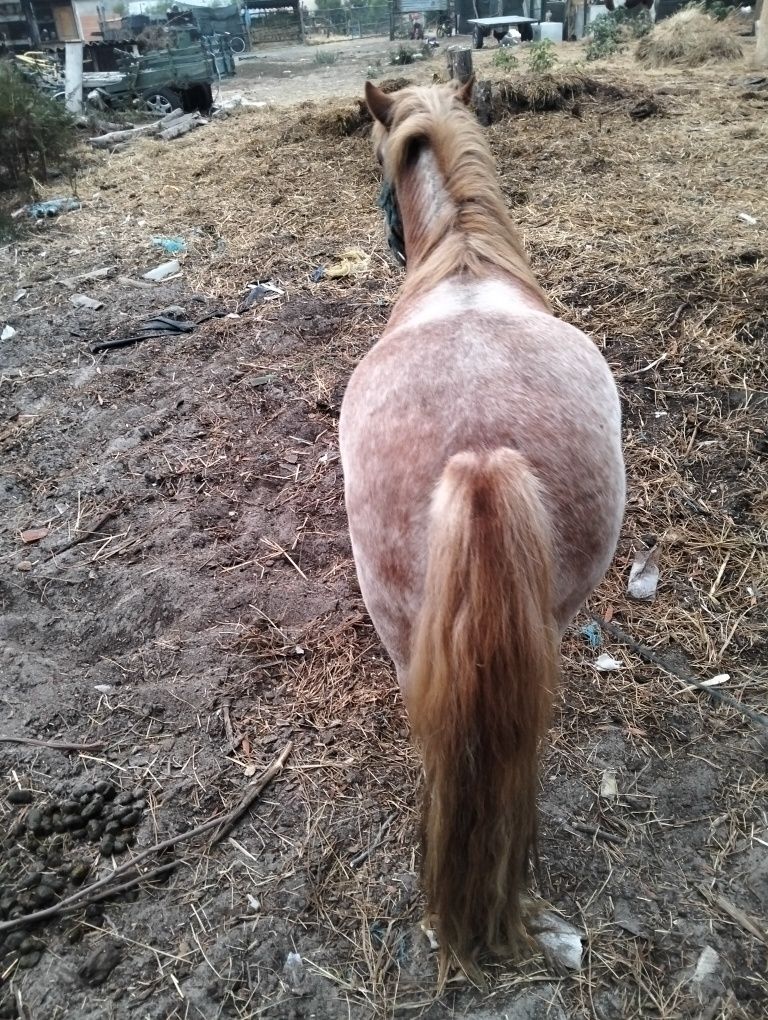 Pônei inteiro lindo