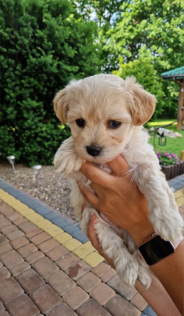 Maltipoo szczeniaczek gotowy do odbioru