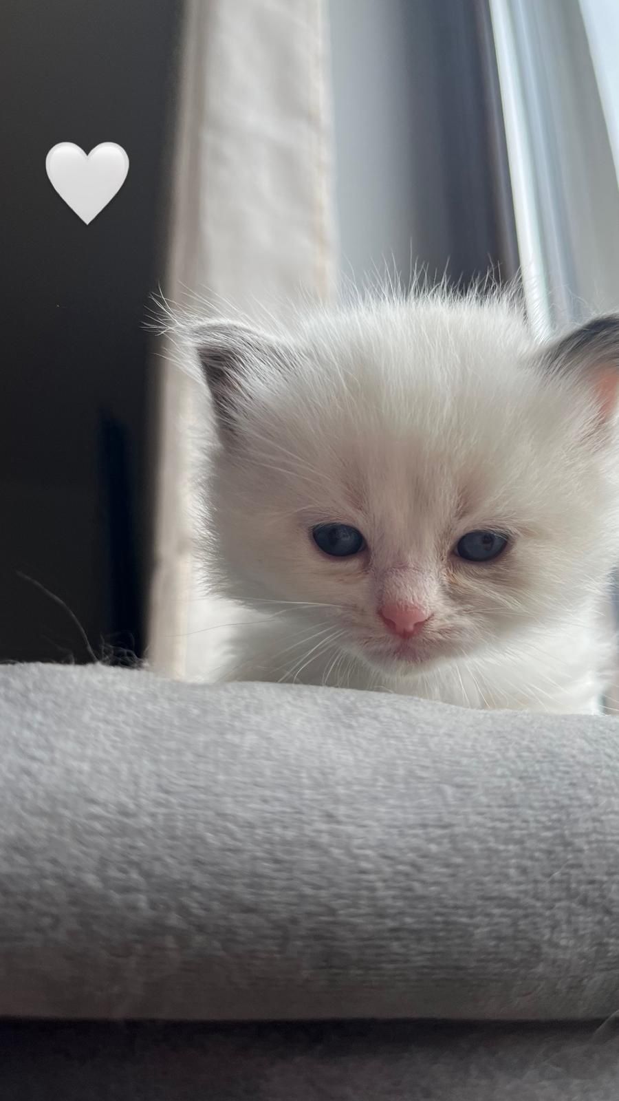 Ragdoll kotka i kocurek