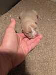 American Bully pocket