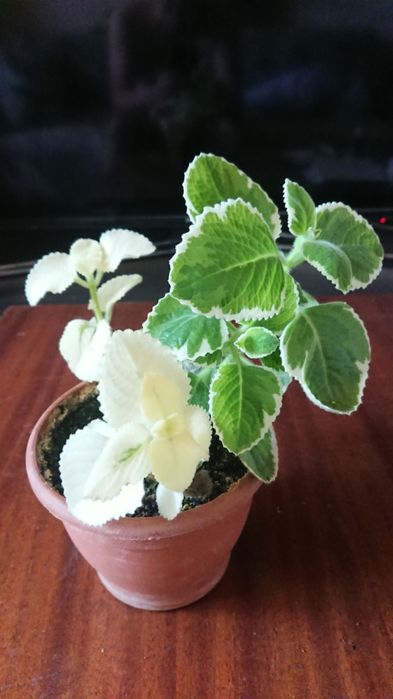 Плектрантус ряболистий (кімнатна м'ята)