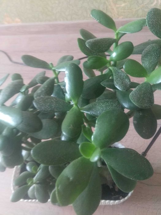 Подам товстянку **грошове дерево**