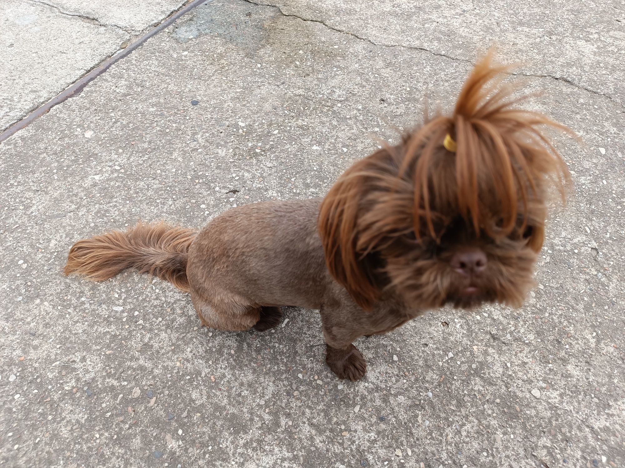 Dorosła czekoladowa sunia shih tzu. Rodowód!