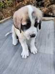 Cão de Gado Transmontano