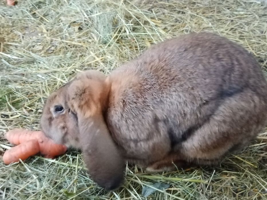 Króliki mieszańce nowozelandzki czerwony x baran francuski