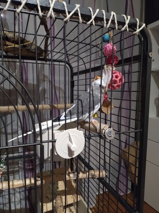 Młode papugi nimfy samiec i samiczka