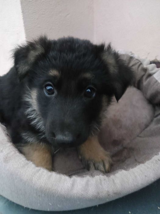 Цуценята німецької вівчарки