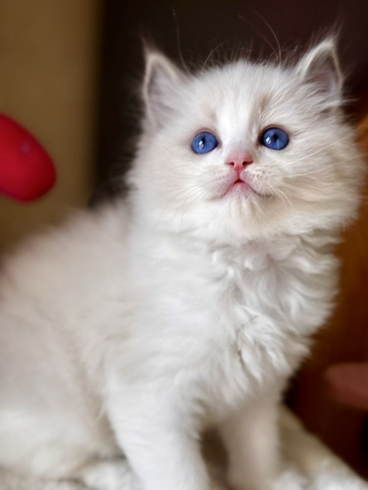 Koteczka  Ragdoll - blue bicolor
