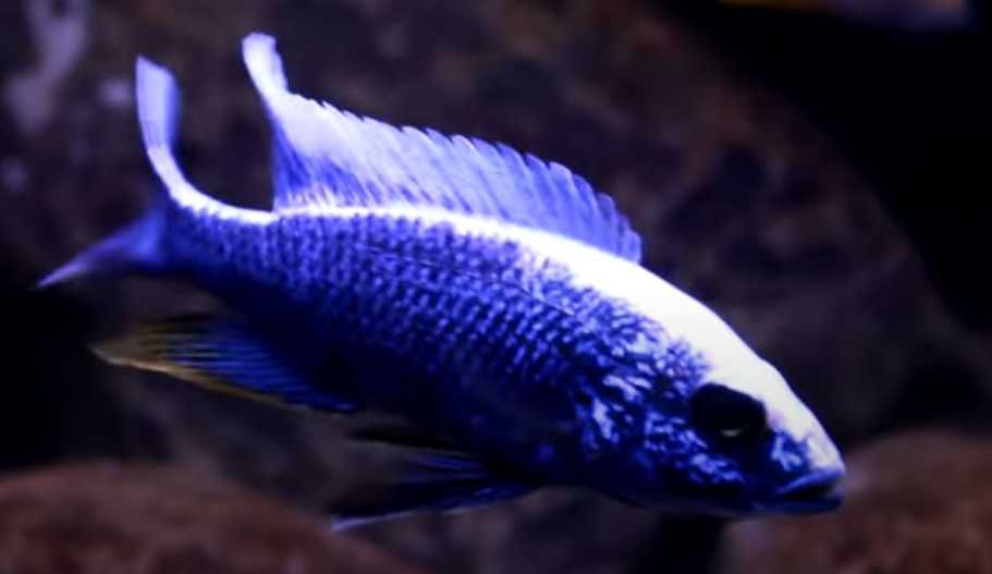 Ciclidios africanos - Sciaenochromis fryeri - alevinos