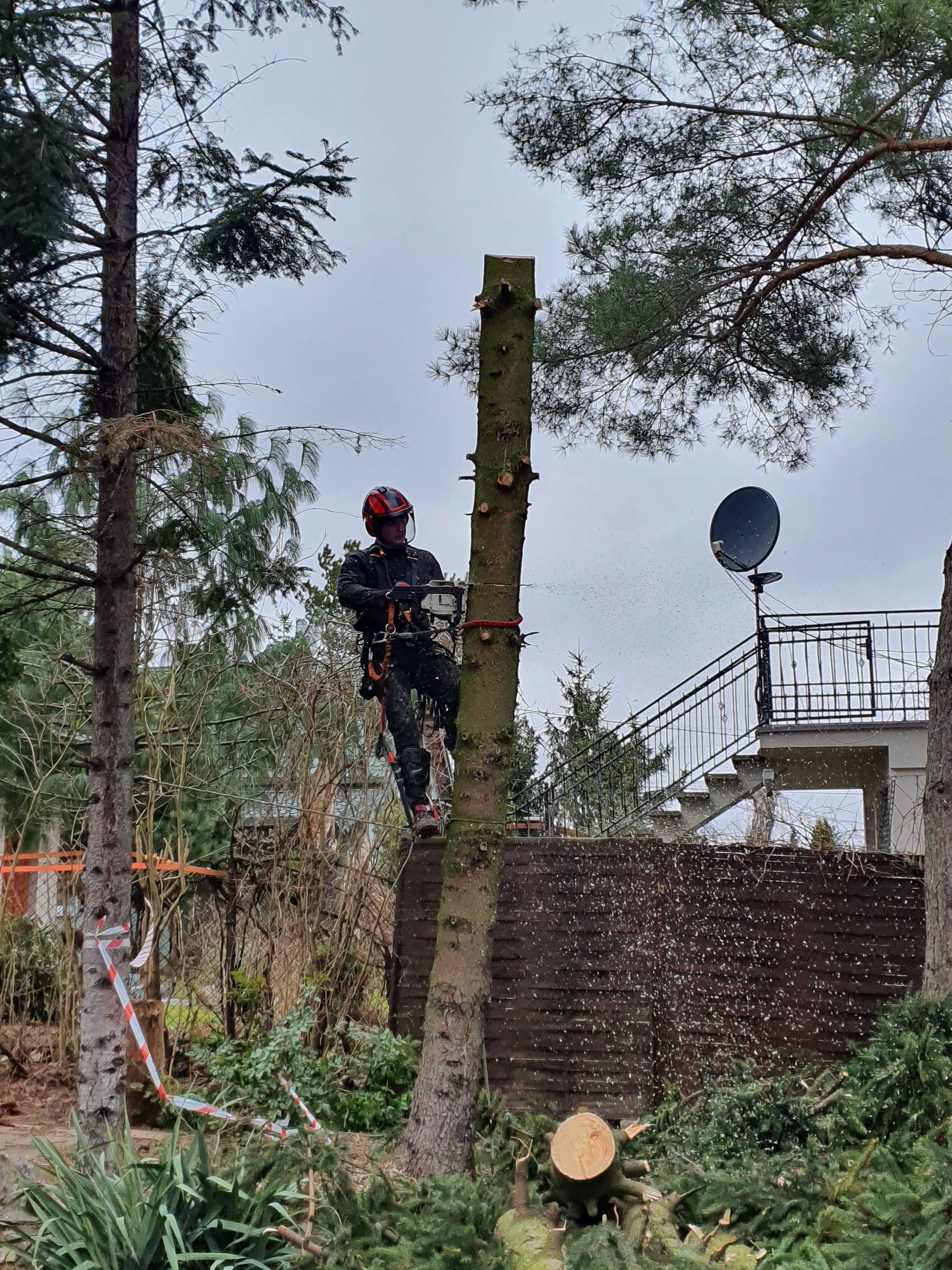 Wycinka drzew, przycinkai. Arborysta, usługi rębak. Frezarka do karp