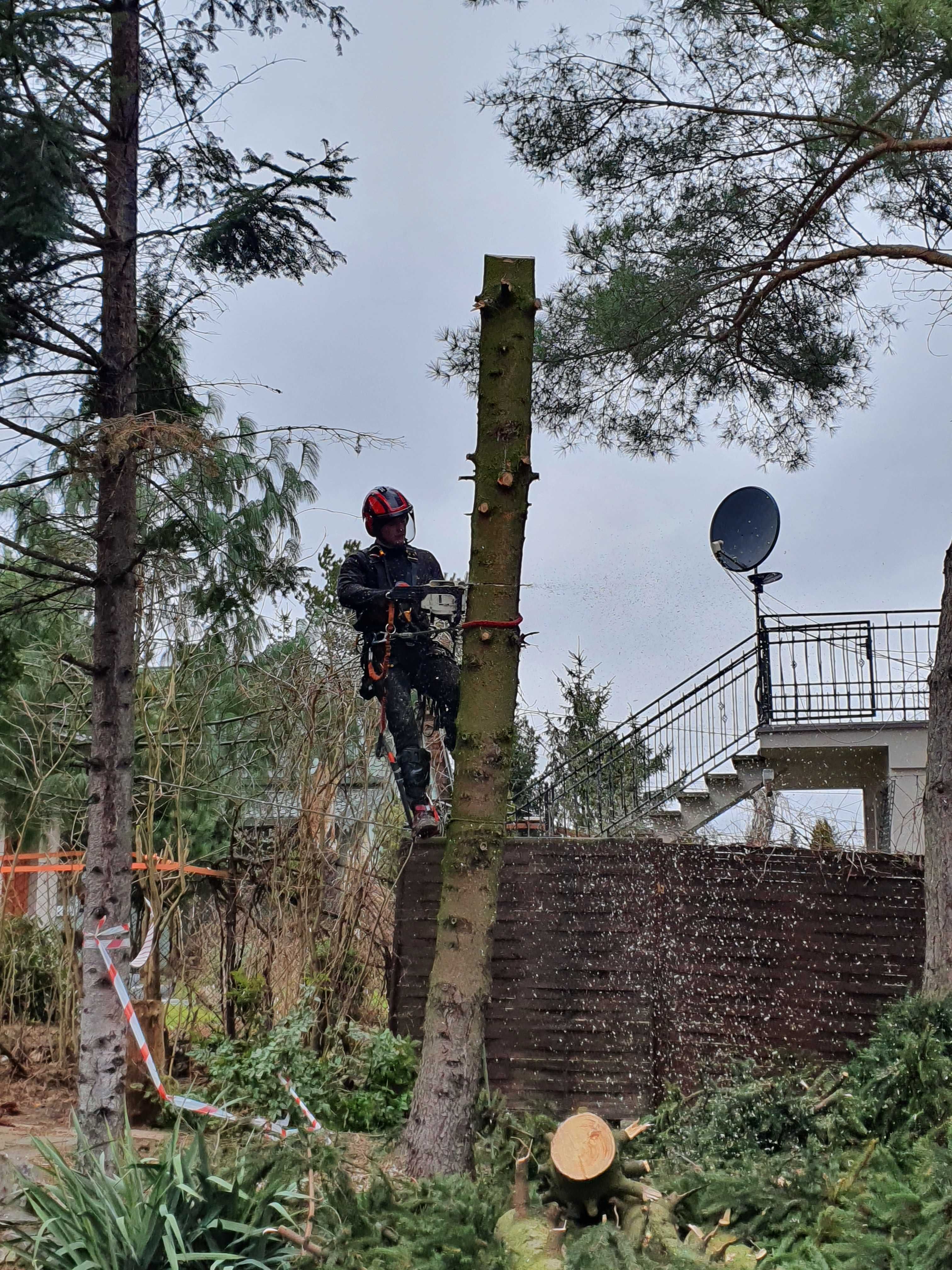 Wycinka drzew, przycinkai. Arborysta, usługi rębakiem. Rębak