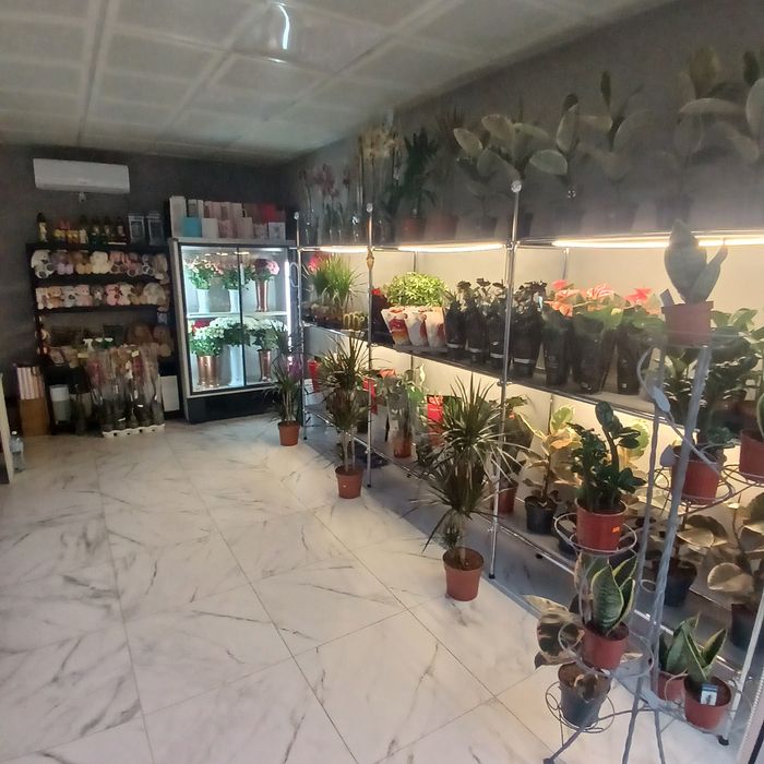 Великий вибір горшкових квітів с.Вільхівка центральна 48