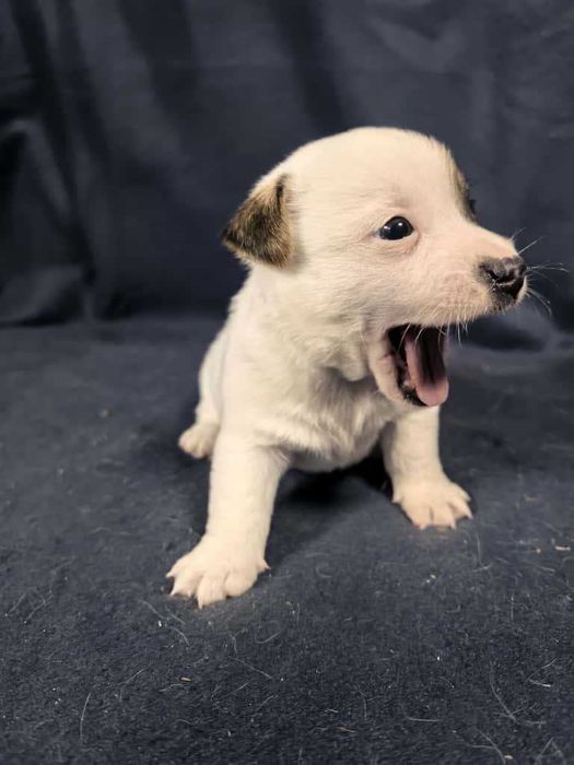 Jack Russell Terrier
