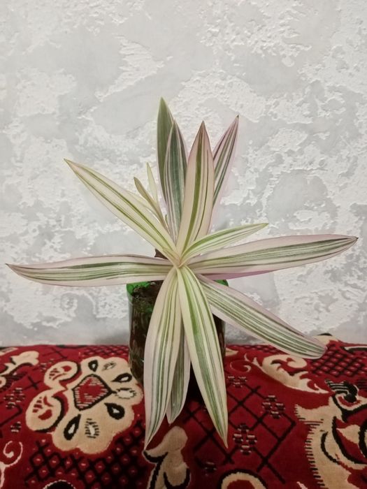 Цветок Рео комнатный и другие цветы