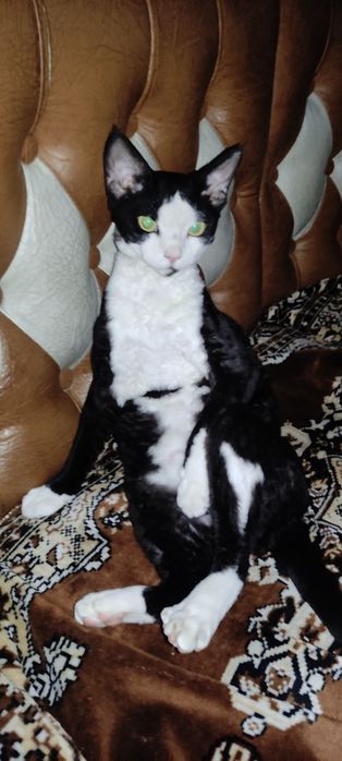 Кот Вязка  Девон Рекс