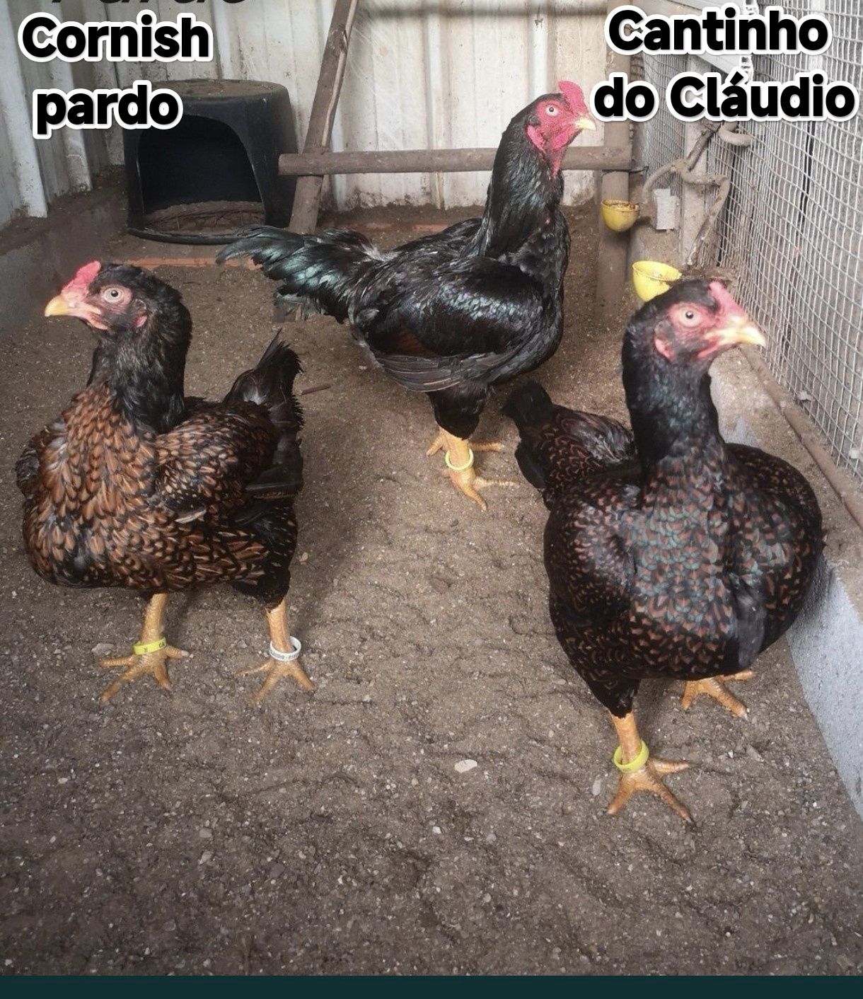 Ovos galados de galinhas de raça pura