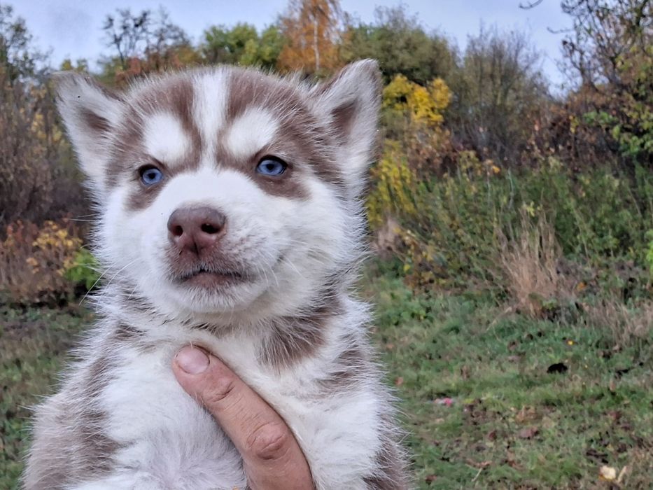 Блакитноокий хлопчик хаскі