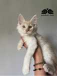 Maine Coon kocurek