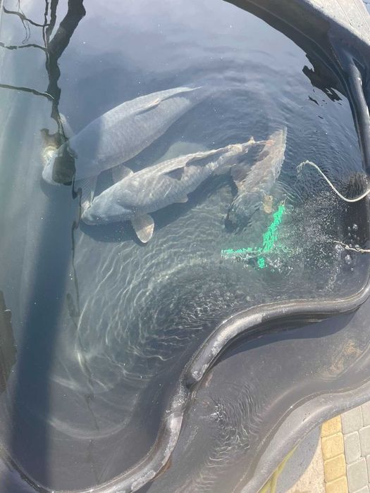 Відпочинок на Дністрі. Будинки і басейн на першій лінії.