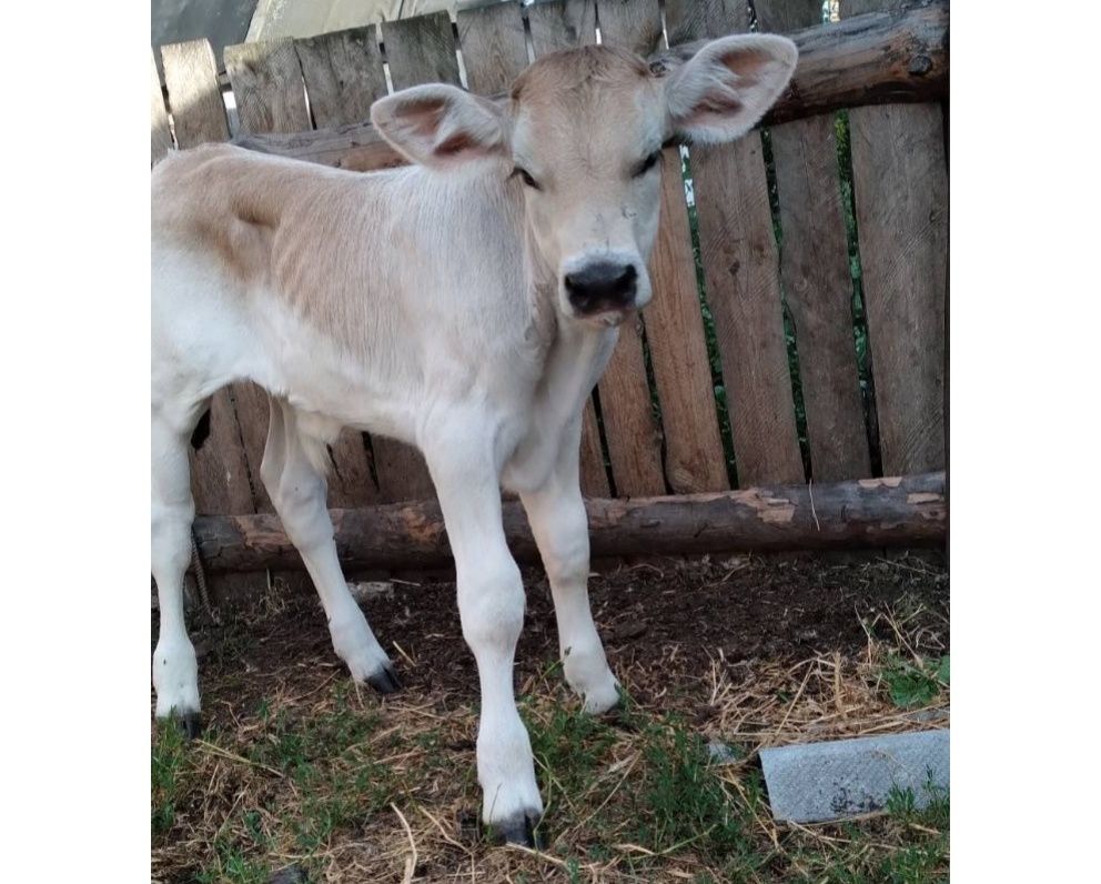 Продам теля  Brown Swiss