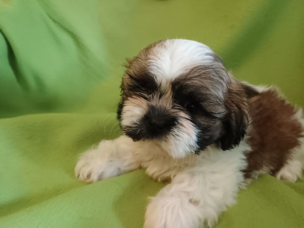 Piesek Shih Tzu chłopiec