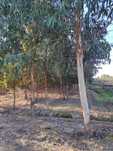 Terreno Eucaliptos