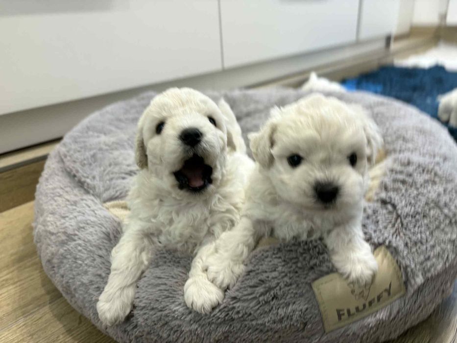 Śliczny chłopczyk Bichon Frise FCI