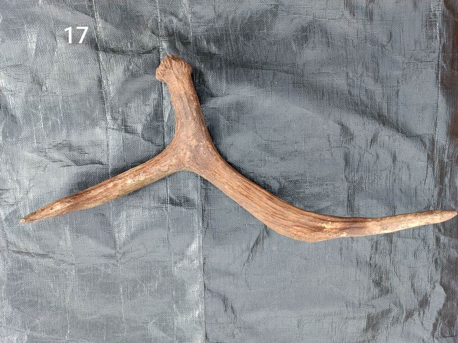 Sprzedam poroże łosia, jelenia, parostki koziołka