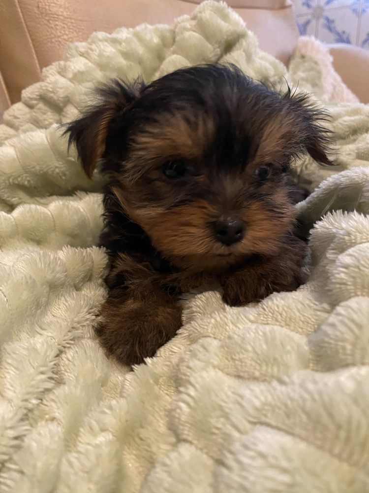 Yorkshire terrier  macho mini