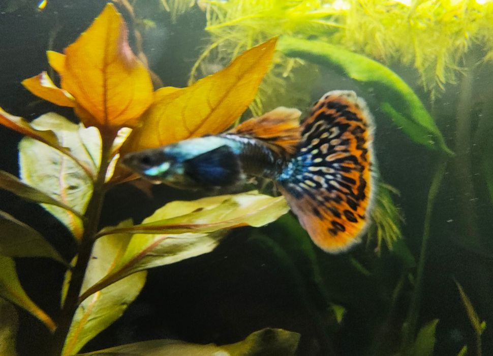 Gupik dumbo mozajkowe rasowy