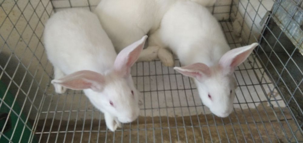 Чистокровный белый панон