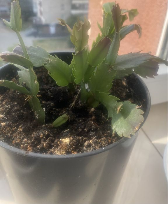 Продам спатифілум