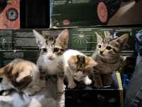 Gatinhos bebés para doar