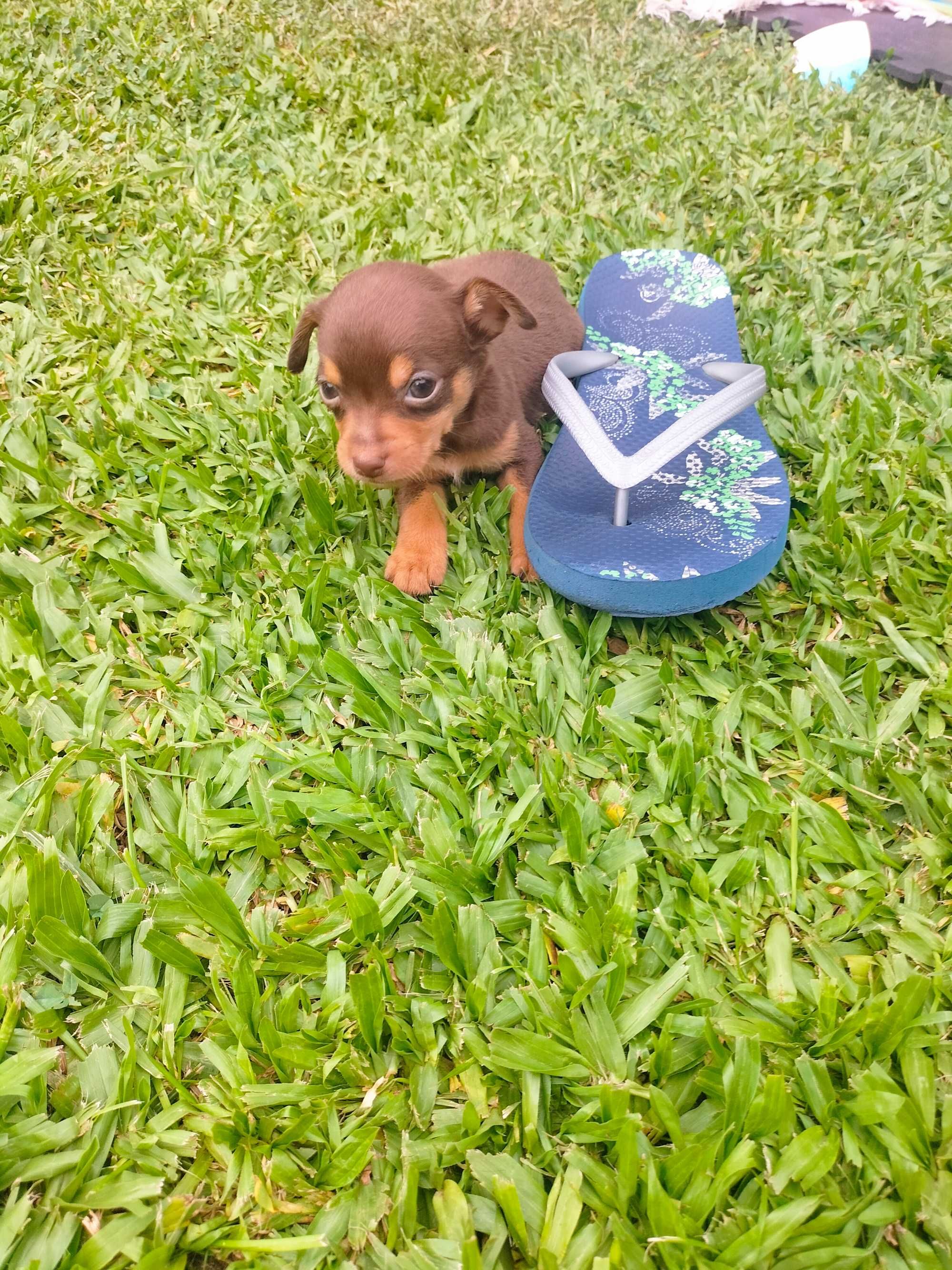 Pinscher mini macho