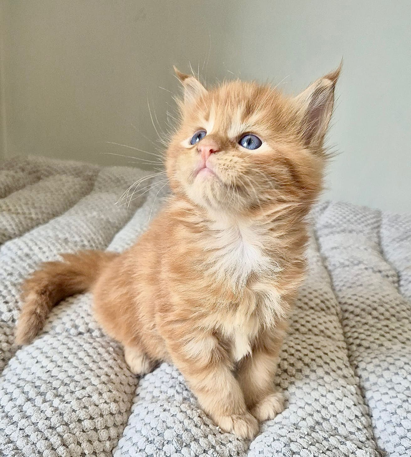 Kocurek rudy Maine coon!!!