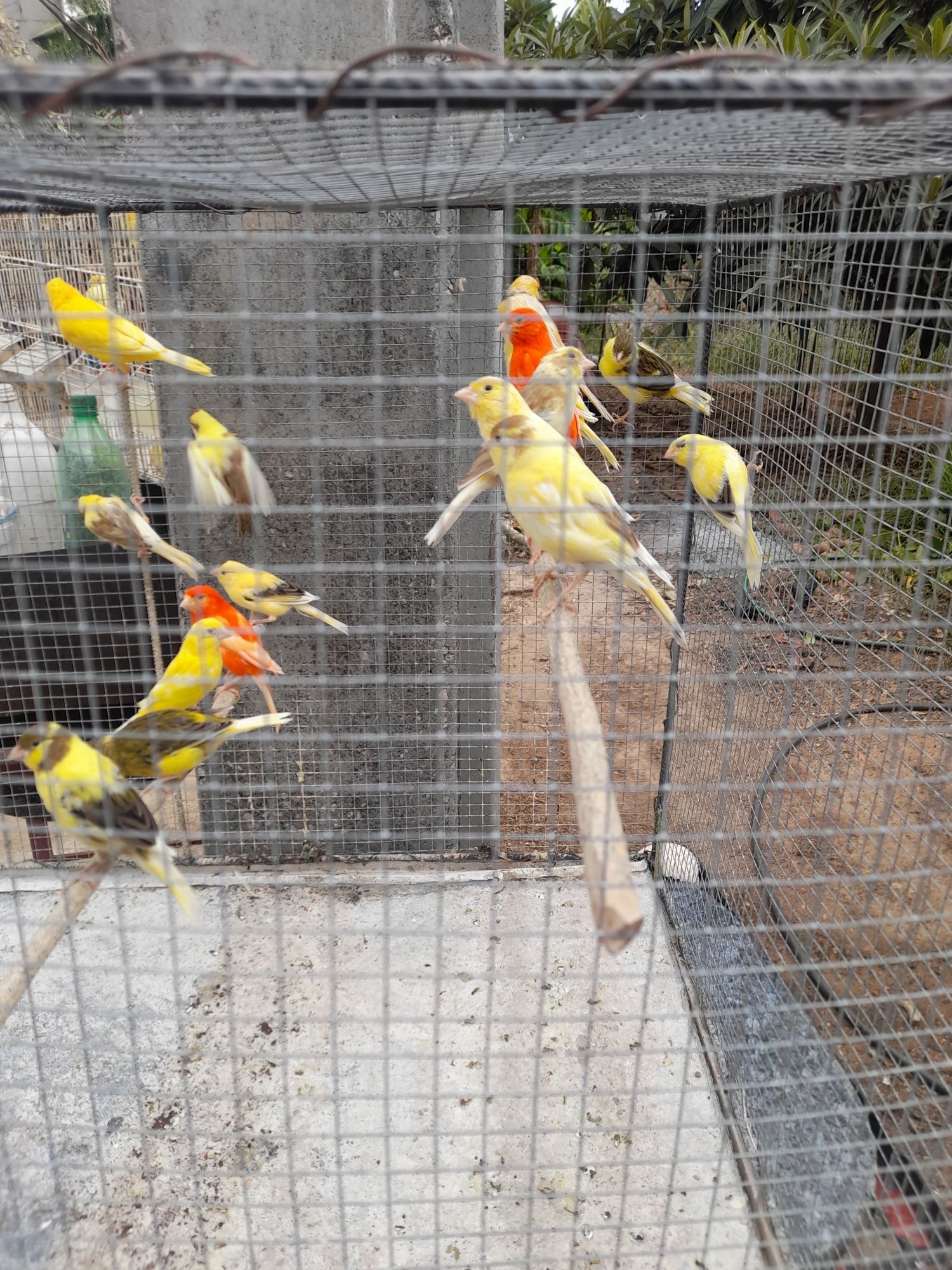 Vendo canários 15€