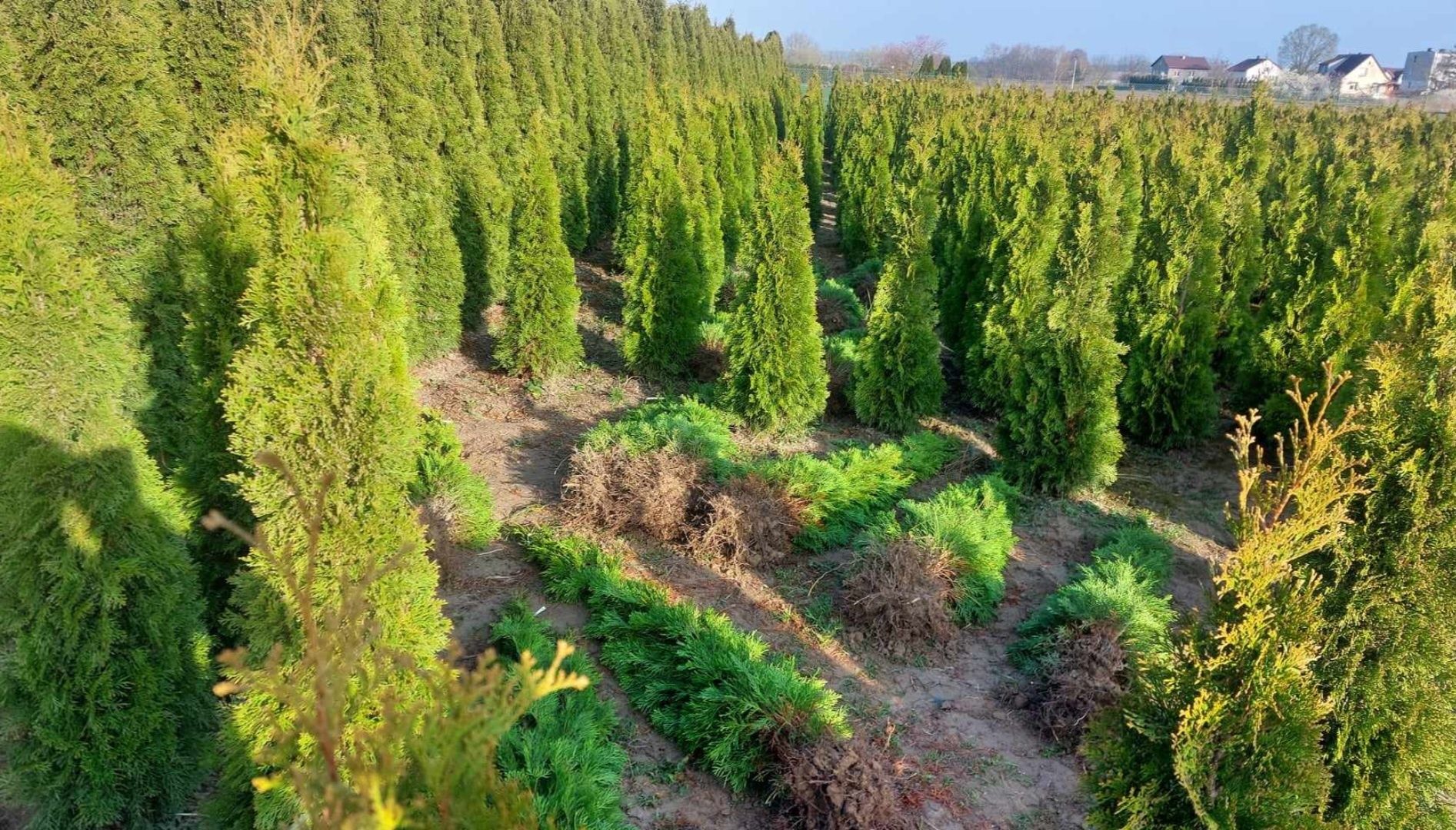 Tuja Thuja Szmaragd Żywopłot od 100 cm