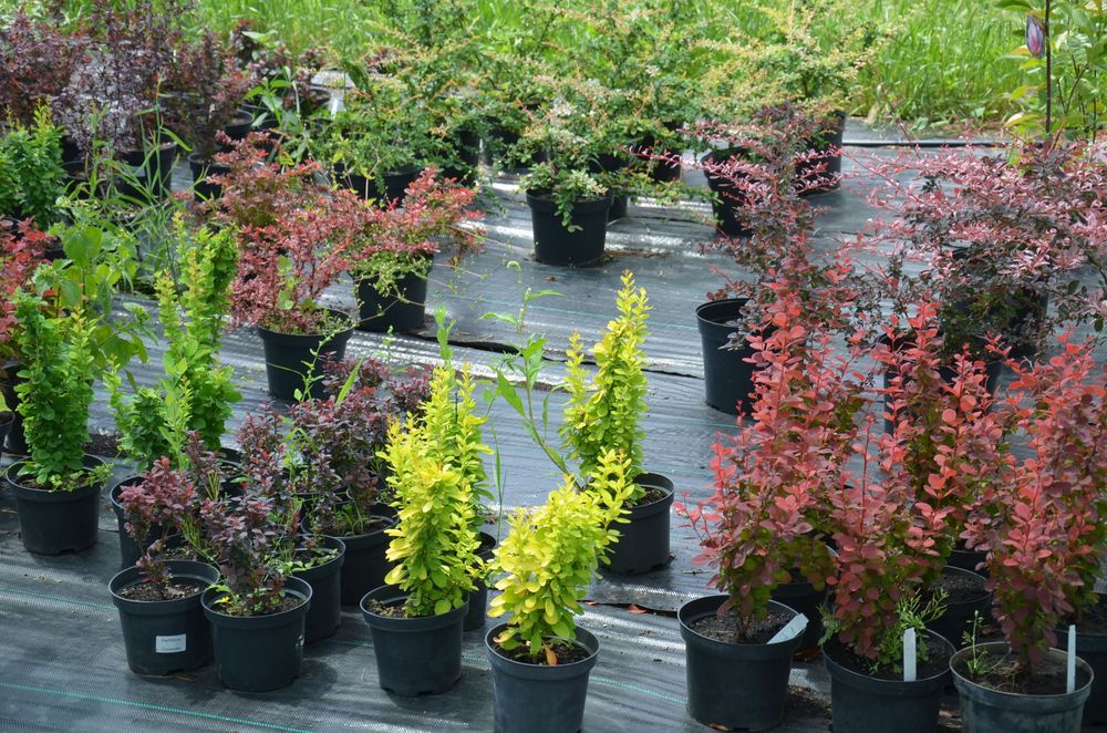 Кустарники Барбарис,Бересклет,Спирея,Вейгела,Дёрен,АзалияВереск,Самшит