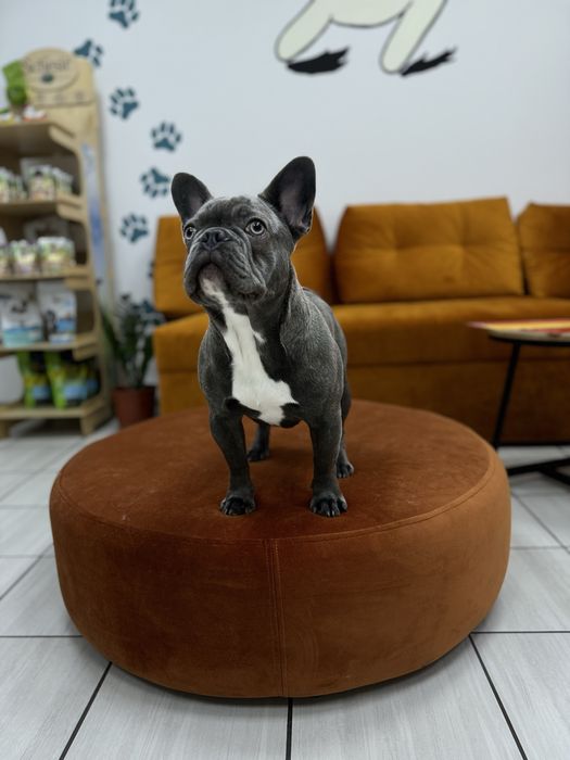 Французський бульдог Вязка. Хлопчик