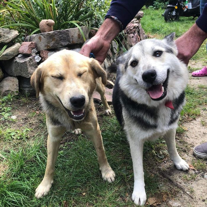 Zibo - inteligentny psiak o ogromnych pokładach energii