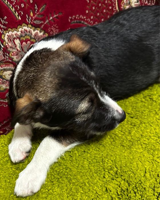 Віддамо песика в хороші руки