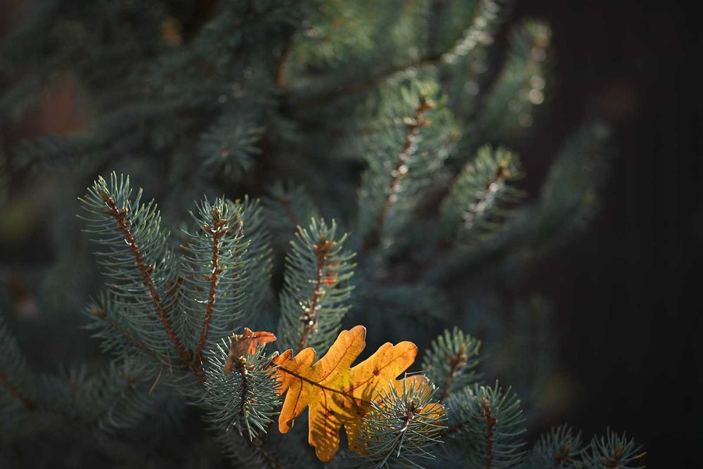 NIKKOR 105/2,5 Ai чудовий мануальний портретник від Nikon