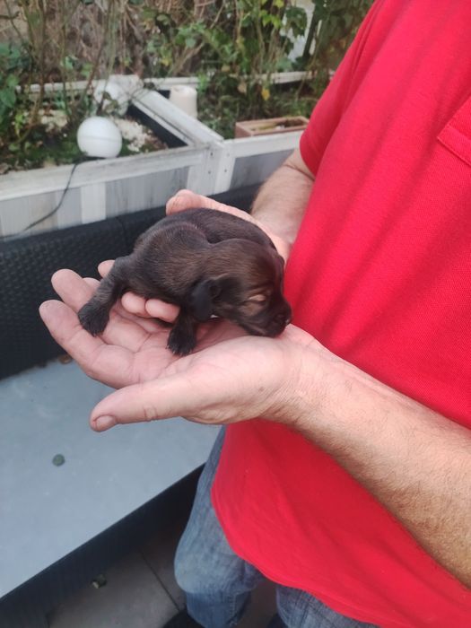 Jamniczka długowlosa królicza/ miniaturowa